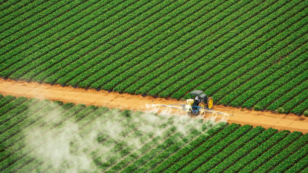 Best Local Pest Control Services  in Marionville, MO