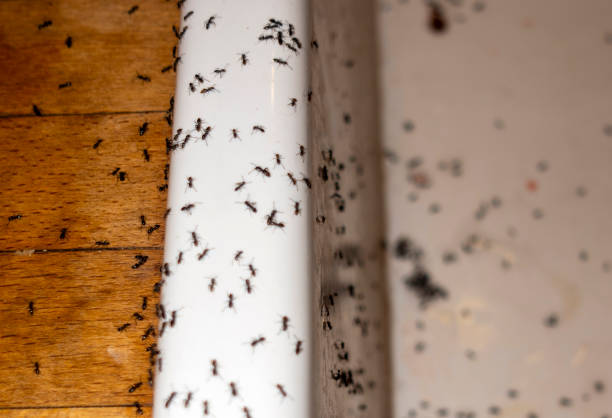 Reliable Marionville, MO Pest Control Solutions